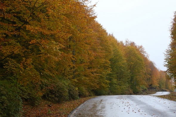 Karadeniz'de renk cümbüşü