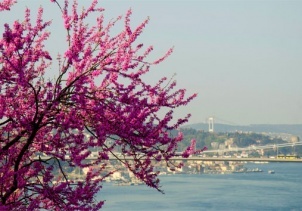 Fethipaşa Korusunda renk cümbüşü