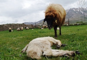 Anne koyun ölen kuzusunun başından ayrılamadı