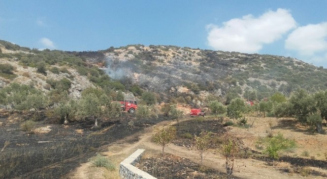 Kuşadası’nda zeytinlik ve makilik yangını