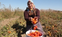 Türkiyede bir ilk, çiftçi kadınlar domatesten un yaptı