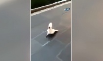 Bu papağan havlıyor