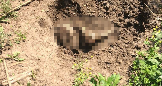 Adanada ormanlık alanda erkek cesedi bulundu