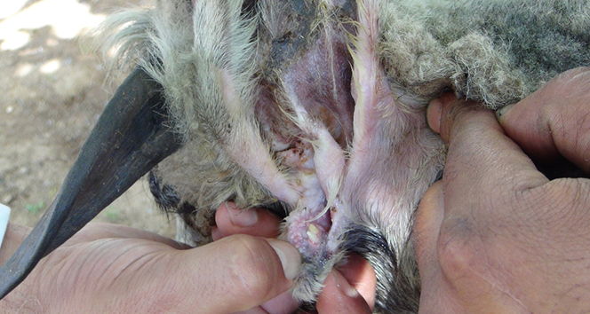 Böylesi görülmedi! Koyunda iki tane...