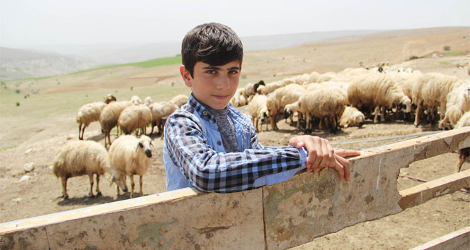 Koyun sağıp, çobanlık yapan Habibin TEOG başarısı