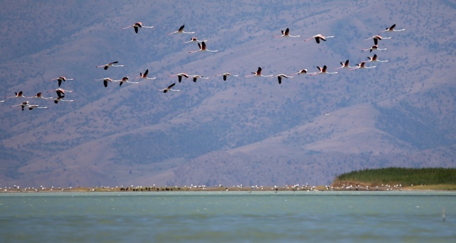 Van Gölünde flamingoların dansı