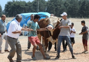 2 tonluk kurbanlık boğayı 10 kişi zor zapt ediyor