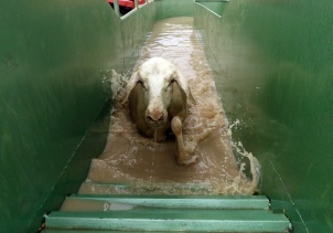Koyun banyoluğu yaylacıları sevindirdi