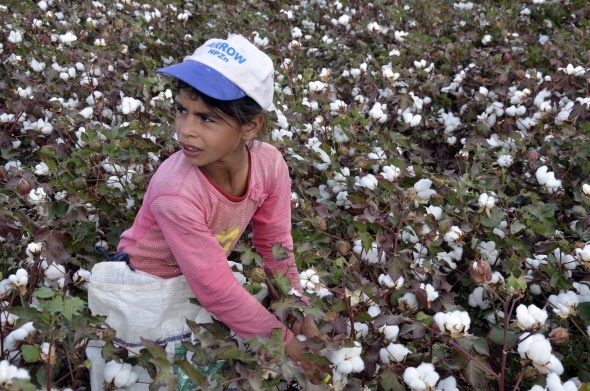 Yaşıtları okula giden çocuklar pamuk tarlasında çalışıyor