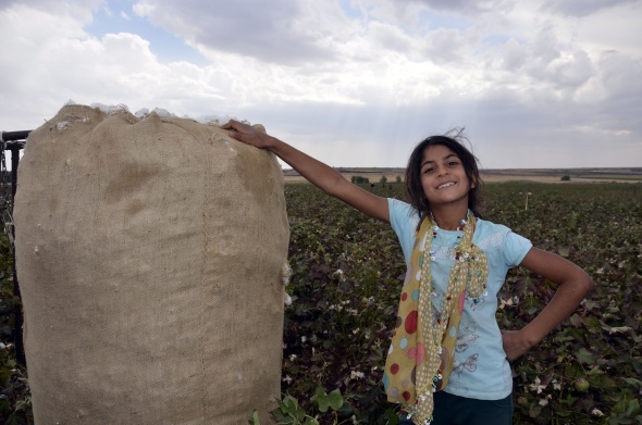Yaşıtları okula giden çocuklar pamuk tarlasında çalışıyor