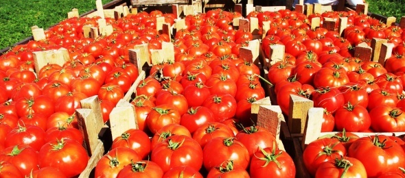 Meşhur Çanakkale domatesi 10 günde 3 kat zamlandı
