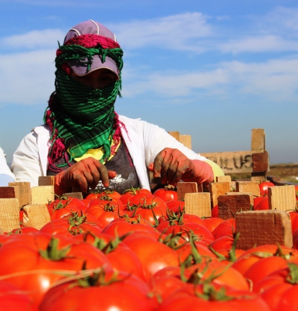 Meşhur Çanakkale domatesi 10 günde 3 kat zamlandı