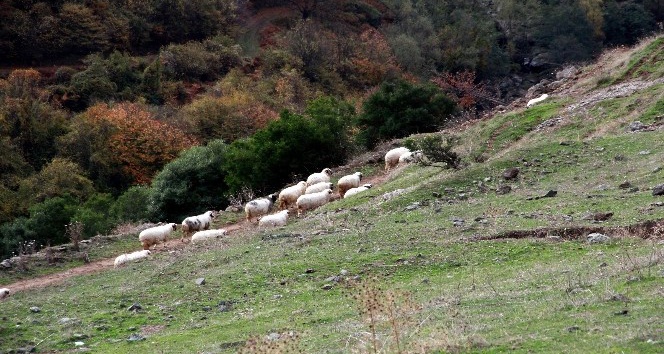 Samsun’da keçileri kaçırtan ihbar