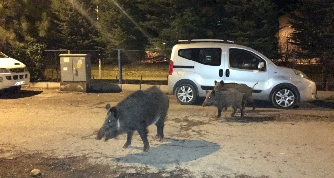 Tuncelide yaban domuzları, şehre inmeyi alışkanlık haline getirdi