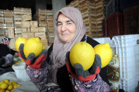 Limon değerleneceği güne kadar yatağa giriyor