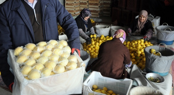 Limon değerleneceği güne kadar yatağa giriyor