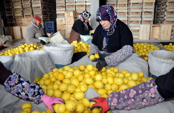 Limon değerleneceği güne kadar yatağa giriyor