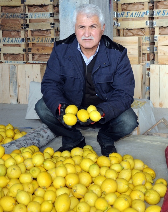 Limon değerleneceği güne kadar yatağa giriyor