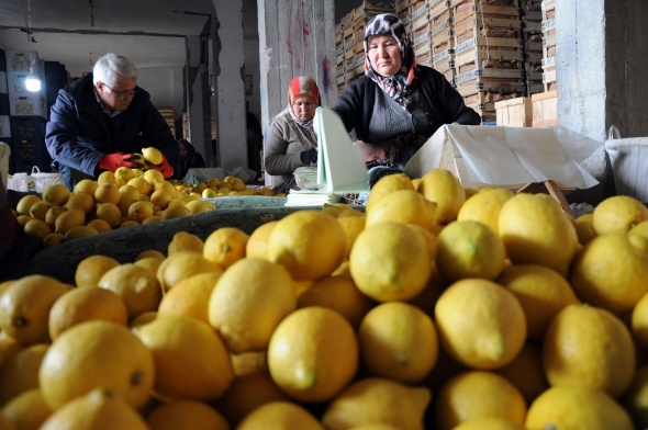 Limon değerleneceği güne kadar yatağa giriyor