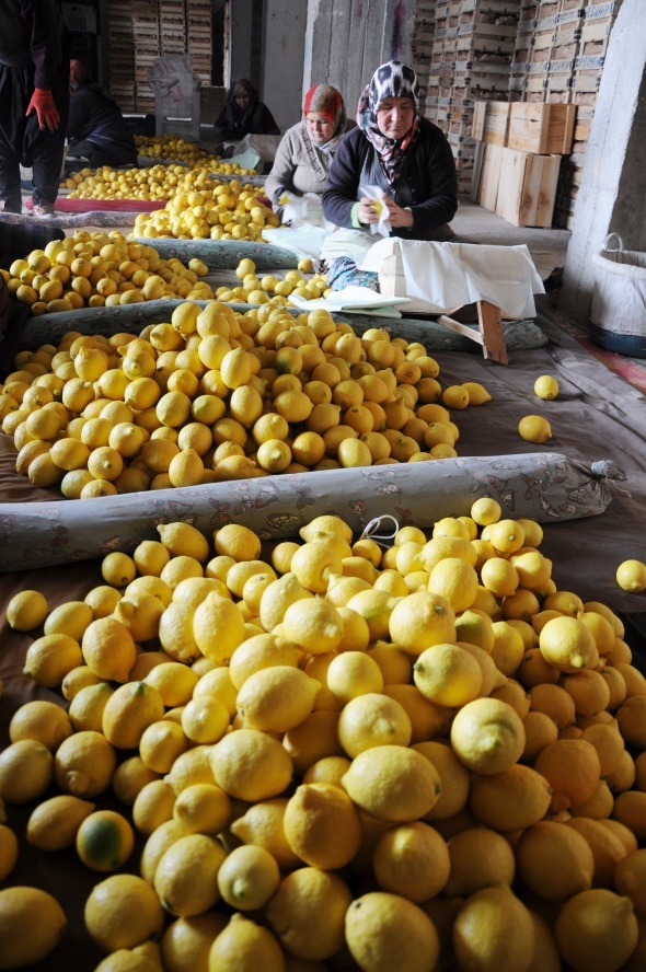 Limon değerleneceği güne kadar yatağa giriyor