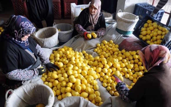 Limon değerleneceği güne kadar yatağa giriyor