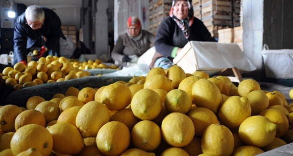 Limon değerleneceği güne kadar yatağa giriyor