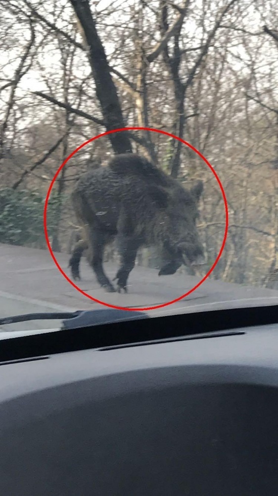 Şehir merkezine indi, polisi alarma geçirdi!