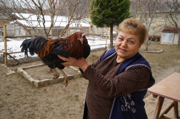 Bahçesinde beslediği tavuk horoza dönüştü