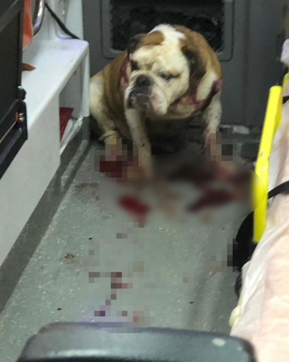 Saldırgan köpeği polisin kurşunu bile durduramadı