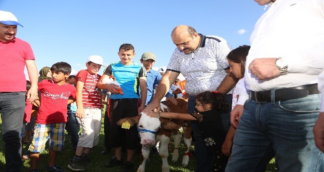 3. Geleneksel Çermik Festivalinde Erzurum?un en güzel buzağıları yarıştı