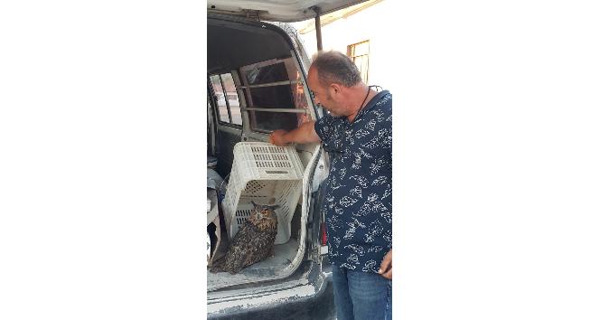 Yaralı puhu kuşunu tedavi ettirmek için 150 kilometre taşıdı