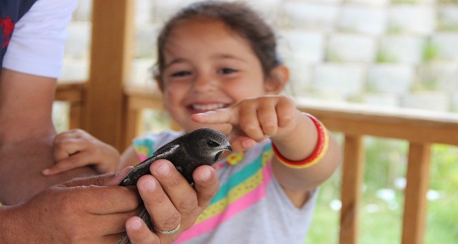 Yerde nadir görülen kuşlardan biri olan Ebabil kuşu Erzurum?da bulundu