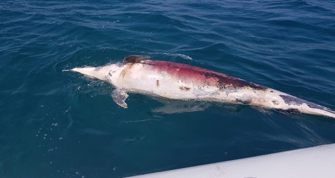 2 metre boyunda, 350 kiloluk yunus balığını ateş edip öldürdüler