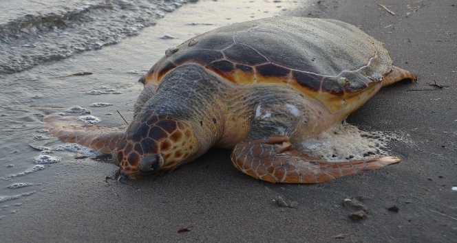 Aliağa sahilinde caretta caretta ölü bulundu