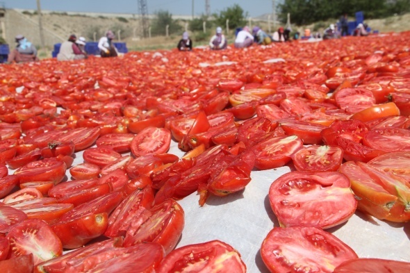 Tonlarca domates kurutulup dünyaya satılıyor