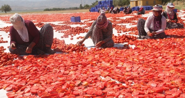 Tonlarca domates kurutulup dünyaya satılıyor