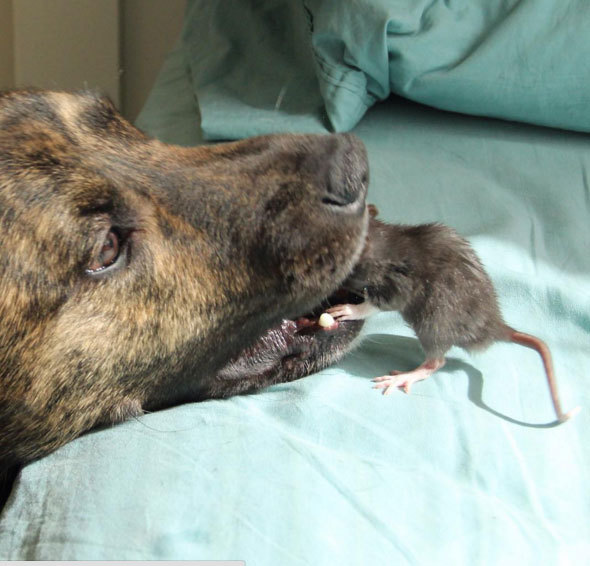 Bu ikili Instagram'ın yeni fenomeni