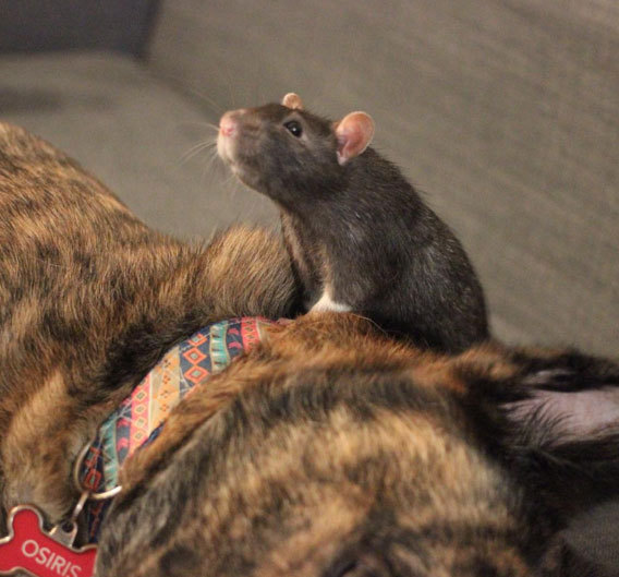 Bu ikili Instagram'ın yeni fenomeni