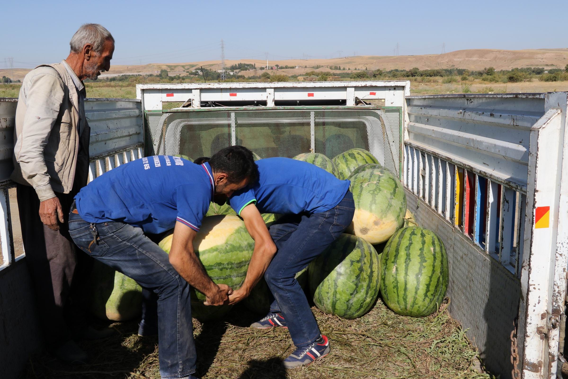 Diyarbakır karpuzu görücüye çıktı: En büyüğü 52 kiloyu aştı