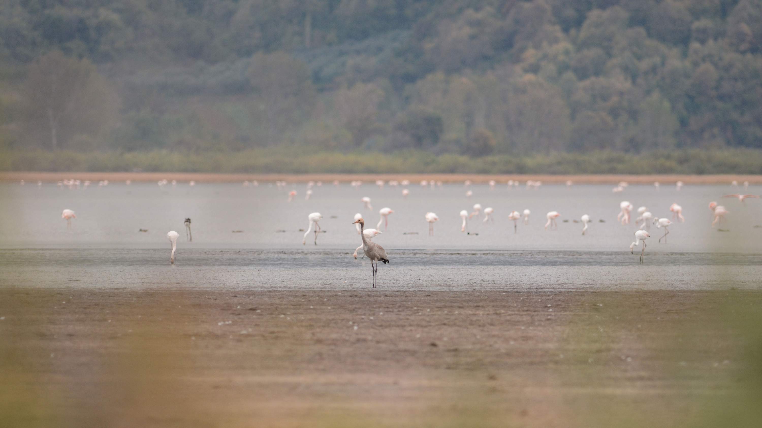 Rekortmen turna 31 saatte bin 600 kilometre kanat çırptı