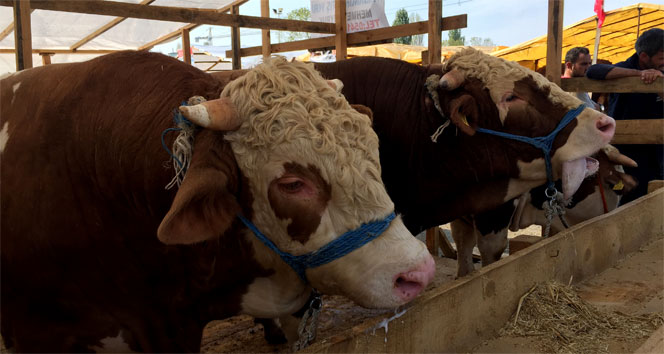 2018'de kaç gün tatil var? Çalışanlar 2018'de kaç gün tatil yapacak? İşte 2018 yılı resmi tatil günleri...