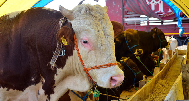 2018 bayram tatilleri ne zaman? 2018 bayram tatilleri hangi günler?