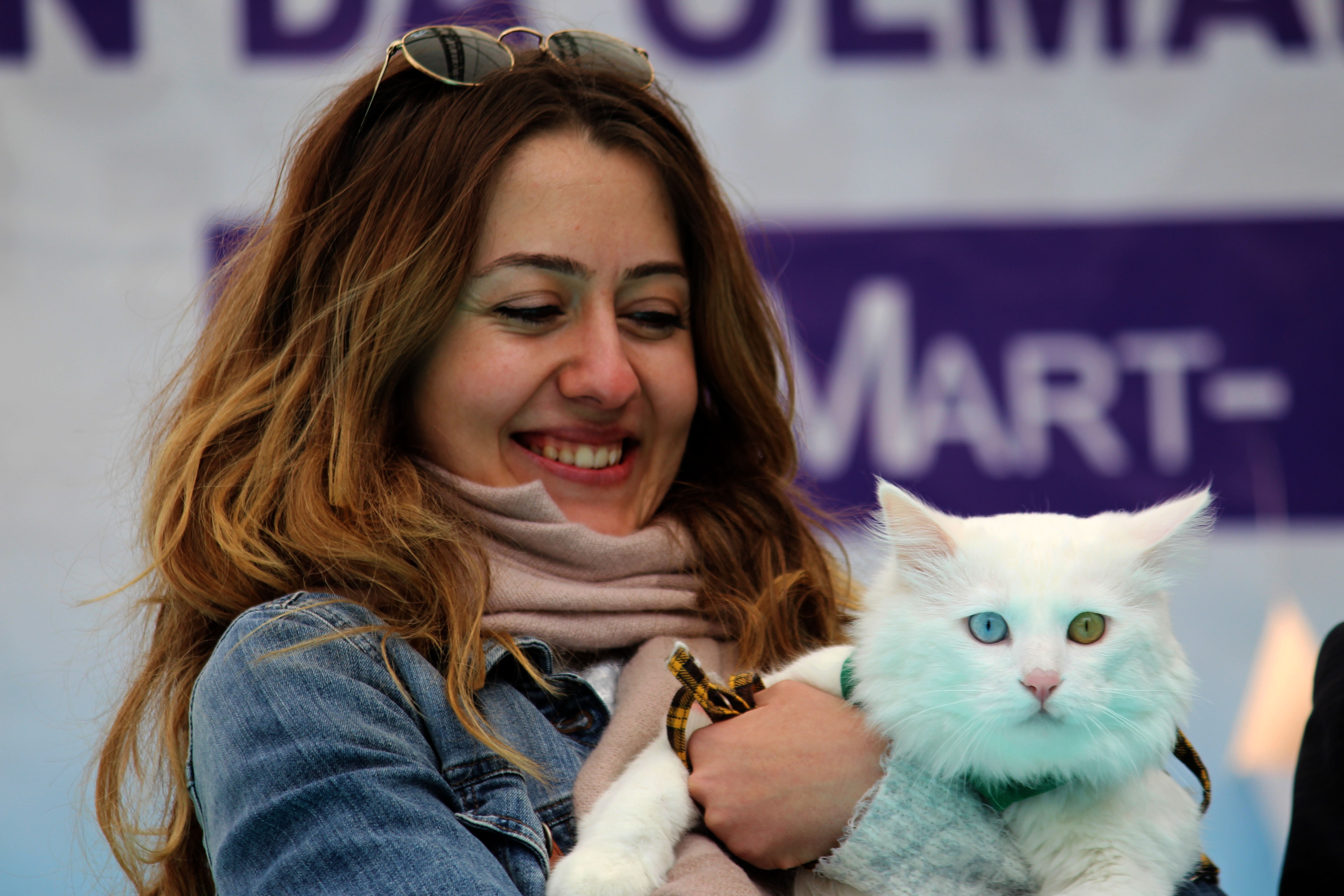 Van kedileri podyuma çıktı