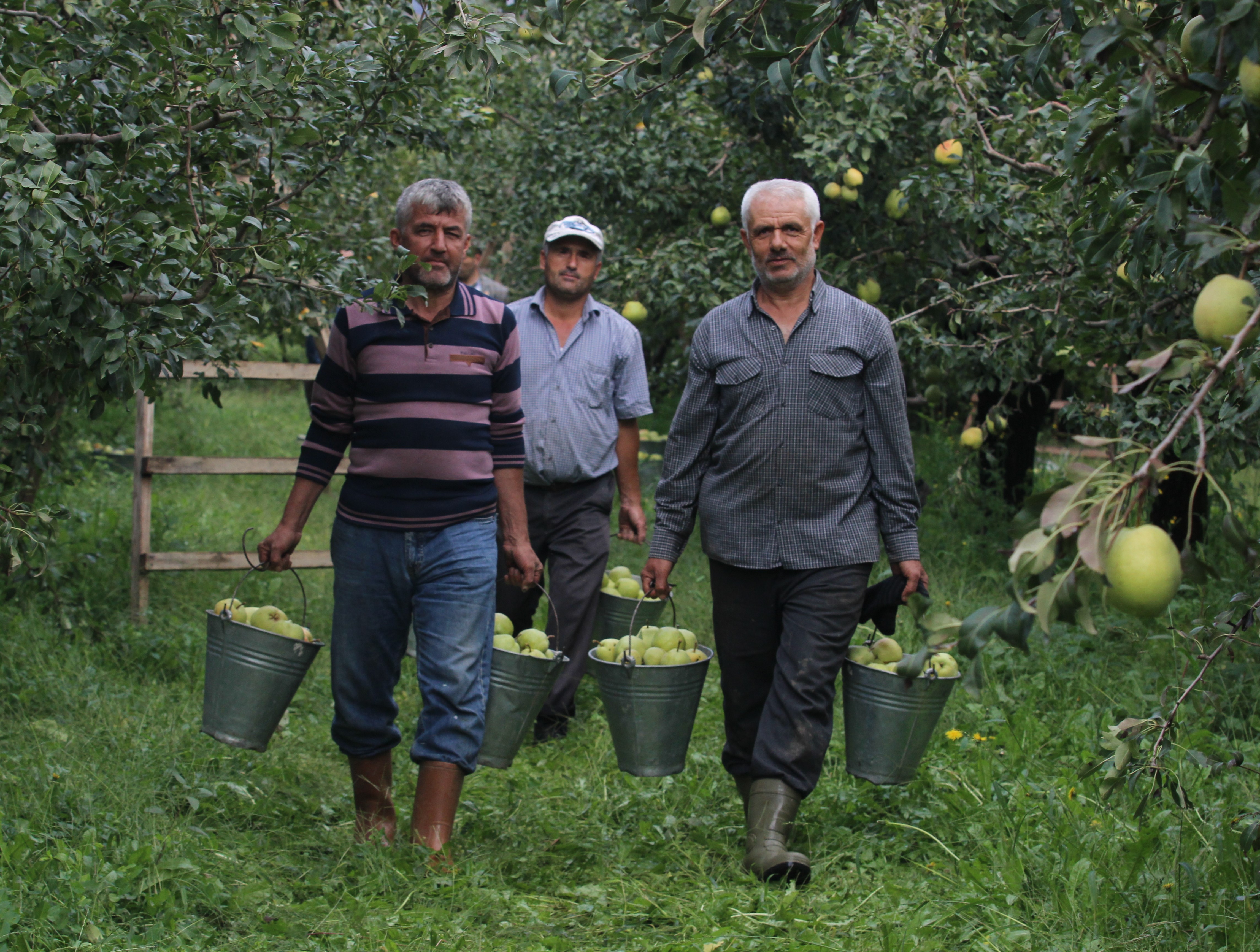 Bu armudun tanesi 1 kilo geliyor