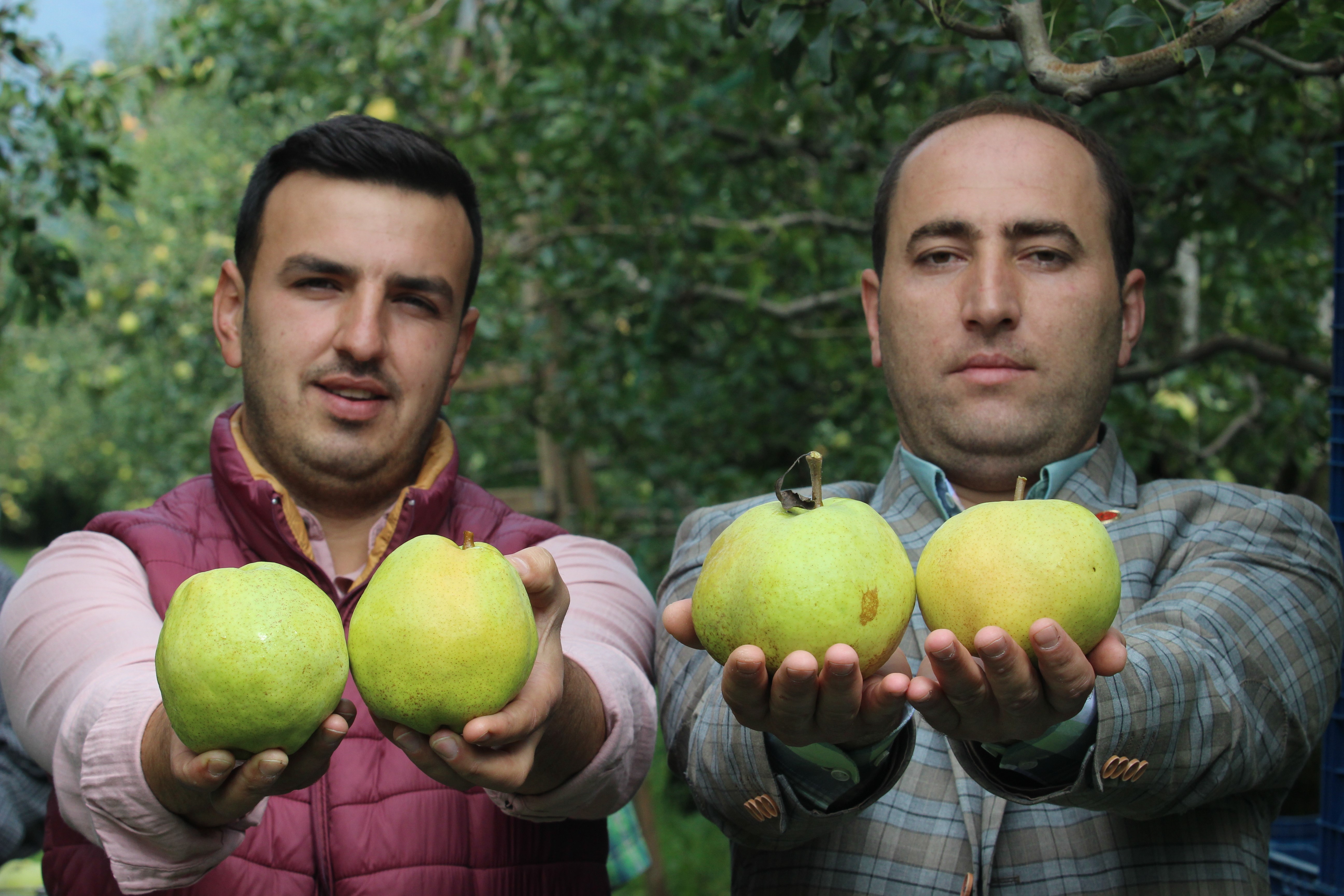 Bu armudun tanesi 1 kilo geliyor