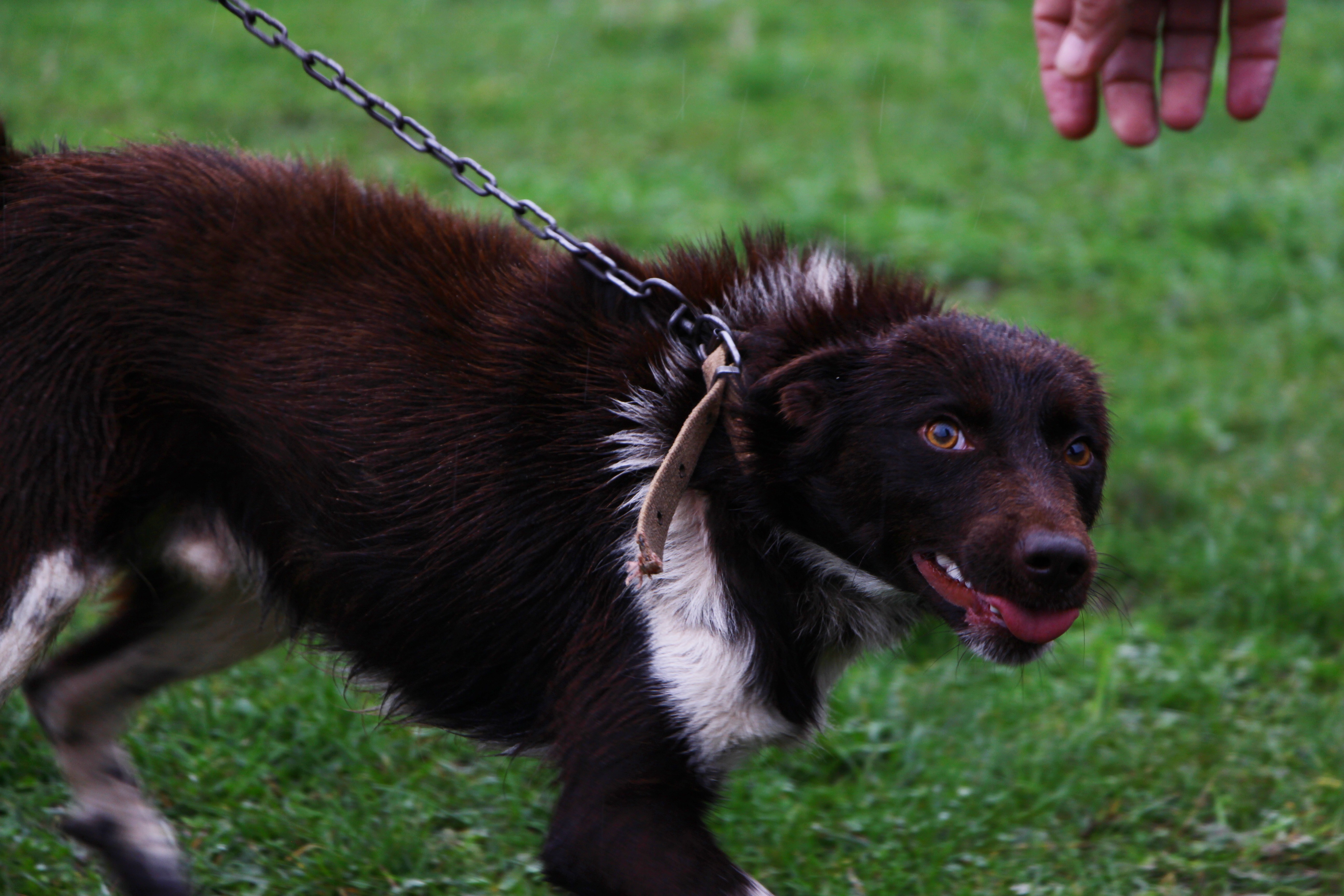 Nesli tükenmekte olan ‘Zerdava’ için harekete geçildi