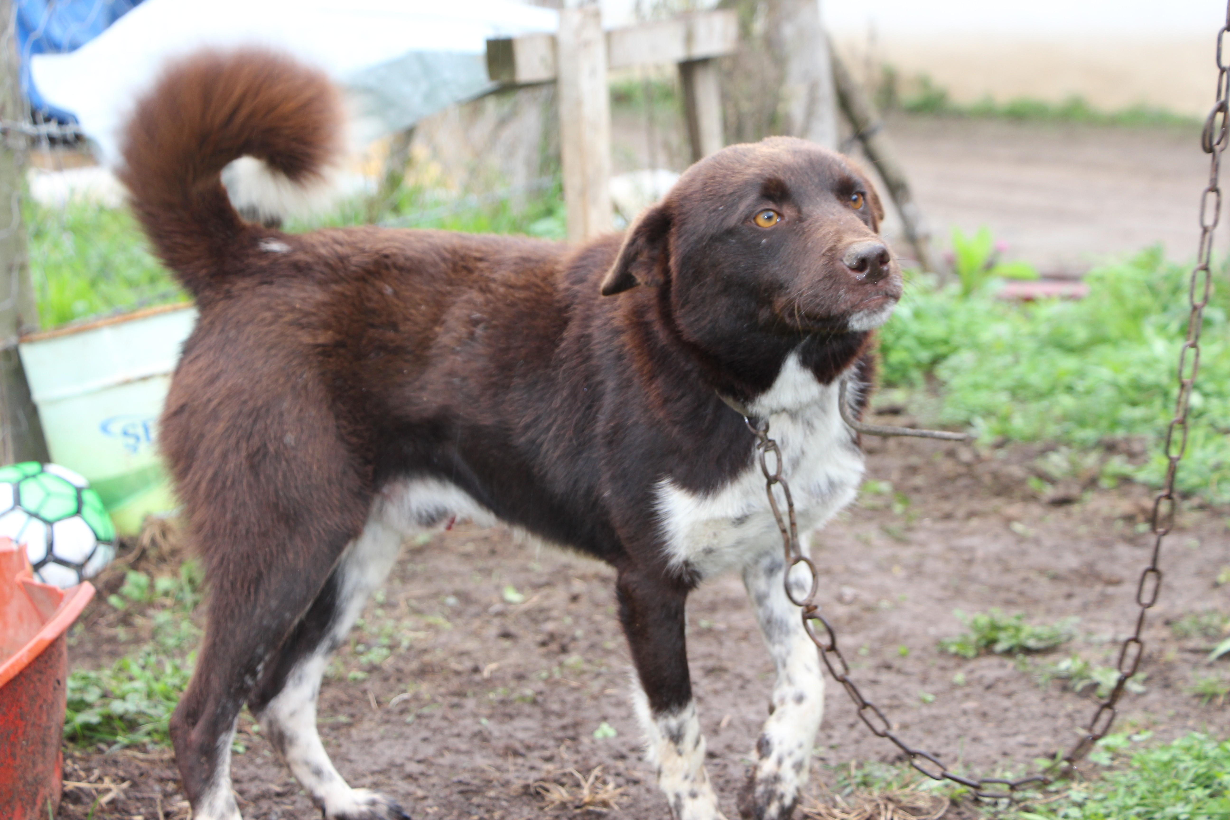 Nesli tükenmekte olan ‘Zerdava’ için harekete geçildi