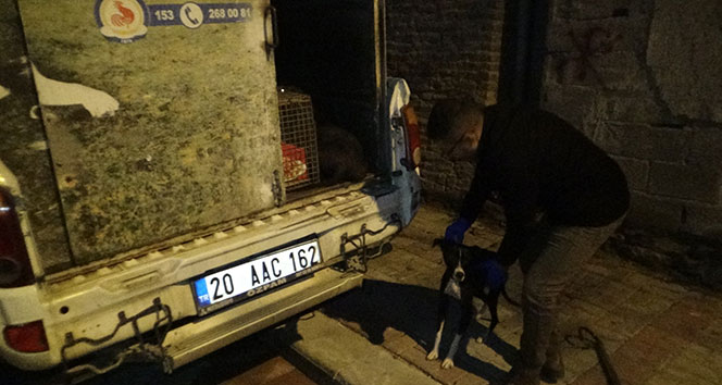 Yaşlı adamın öldüğü havlayan köpeği sayesinde fark edildi