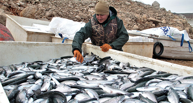 İtalya, Almanya, Hollanda ve Rusya’nın balığı Elazığ'dan