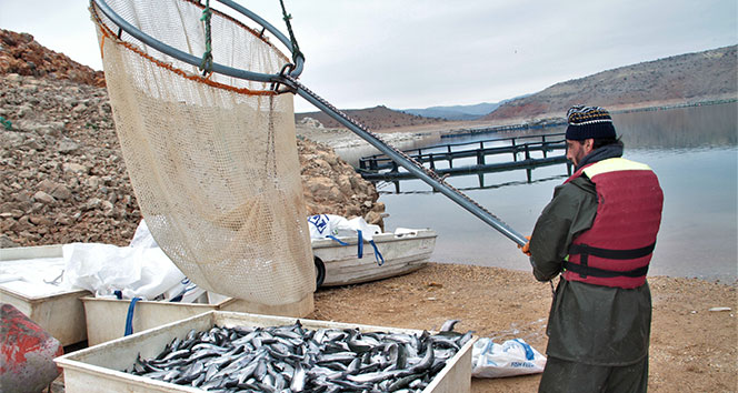 İtalya, Almanya, Hollanda ve Rusya’nın balığı Elazığ'dan